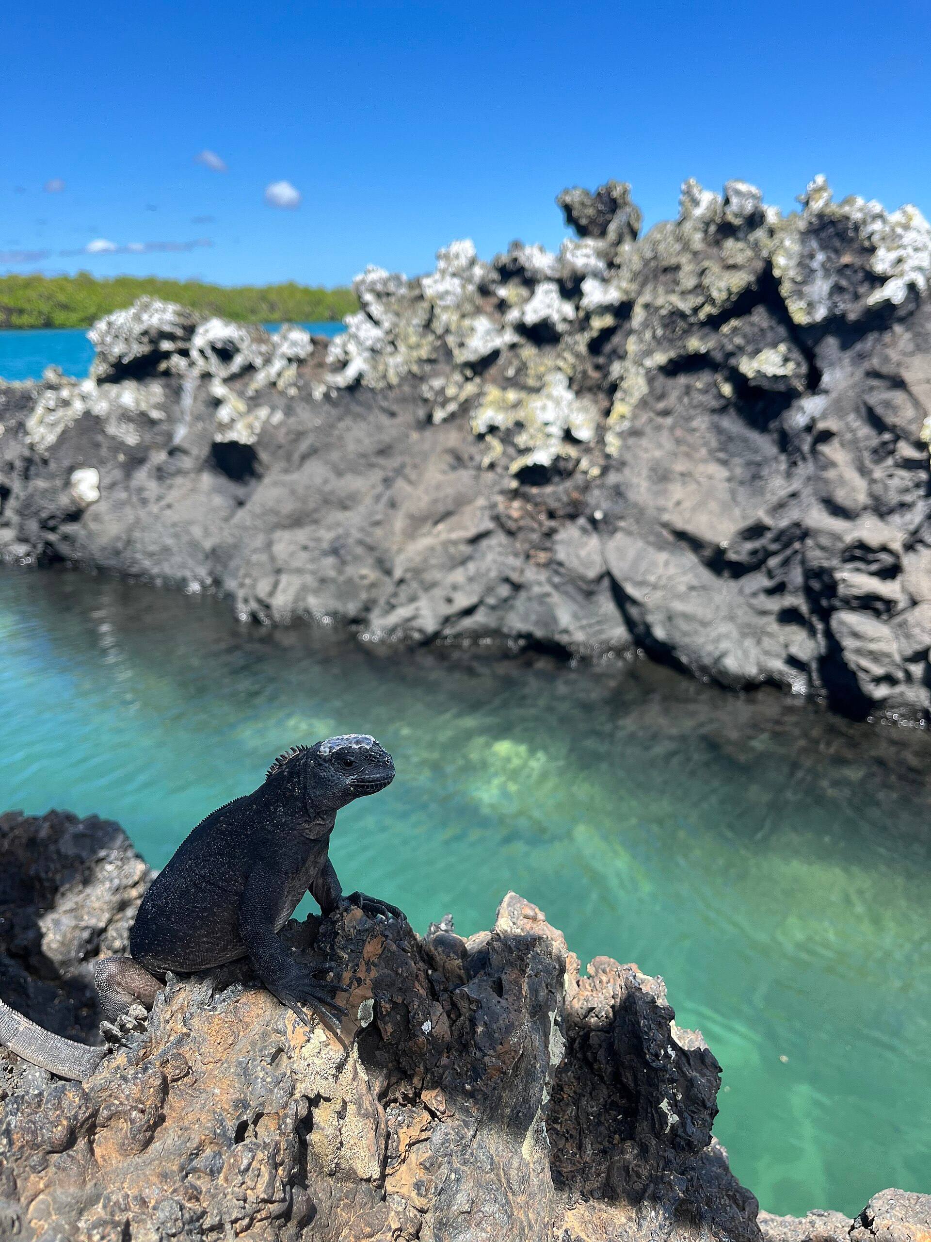 Iguana marina sobre suelo volcánico oscuro en Tintoreras
