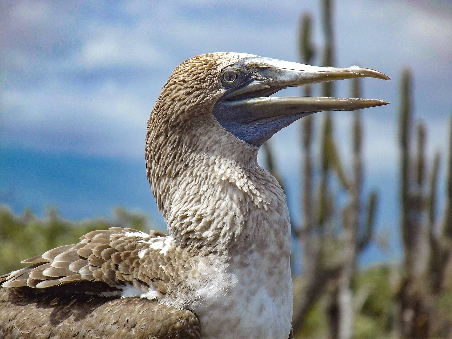 A blue-footed booby photographed at Los Túneles on Isabela