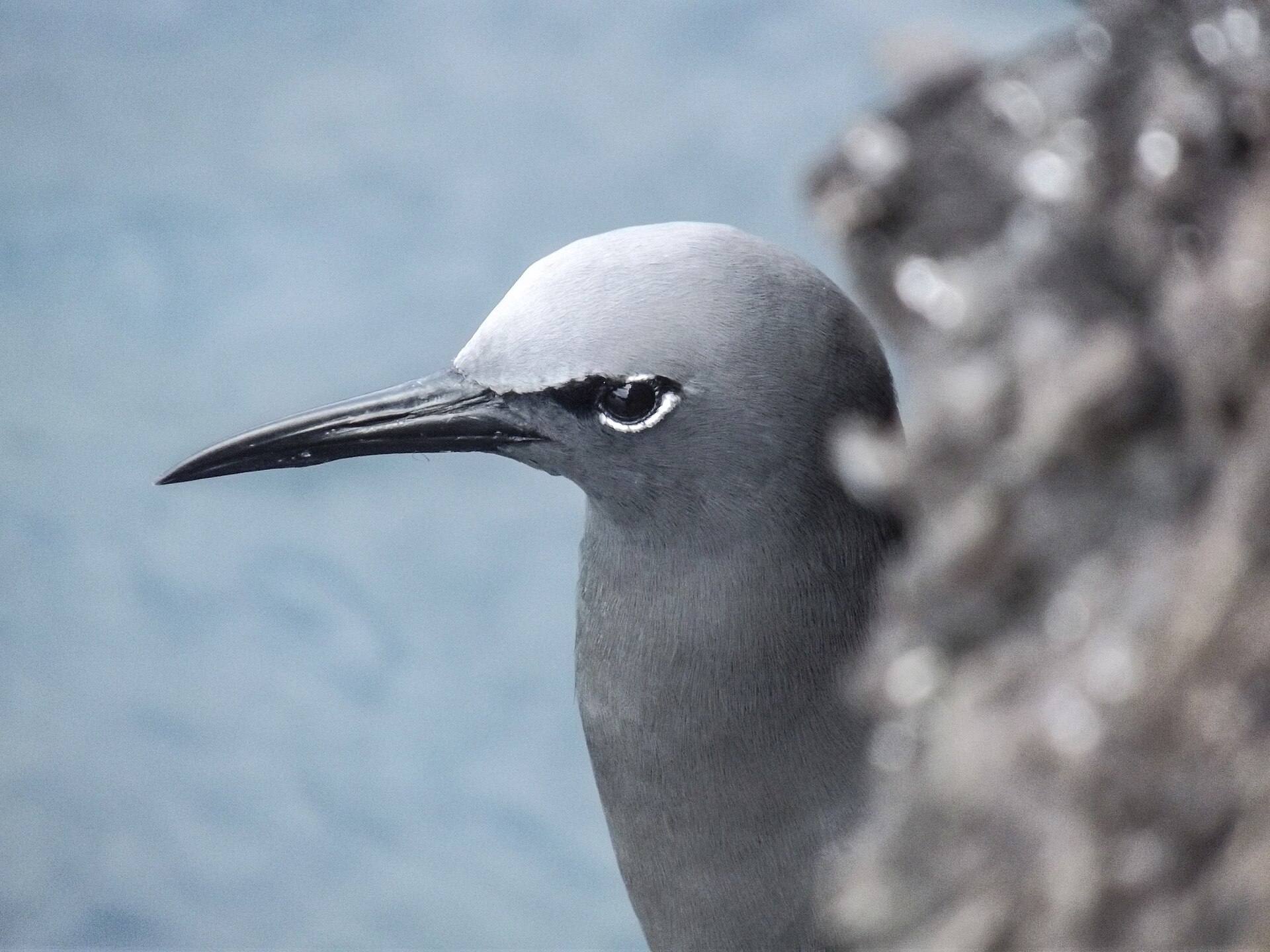 A noddy seabird photographed during a Los Túneles visit.